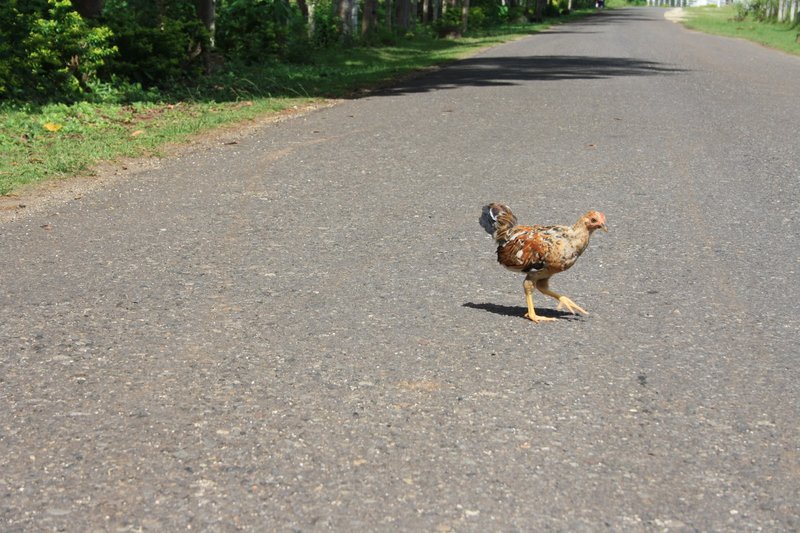 Conoce el Juego Exclusivo de Chicken Road en Casinos de España - overview